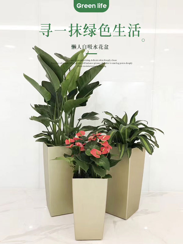 自吸式花盆天堂鳥(niǎo)組合盆