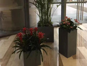 朝陽區(qū)國(guó)貿(mào)大型植物租賃案例