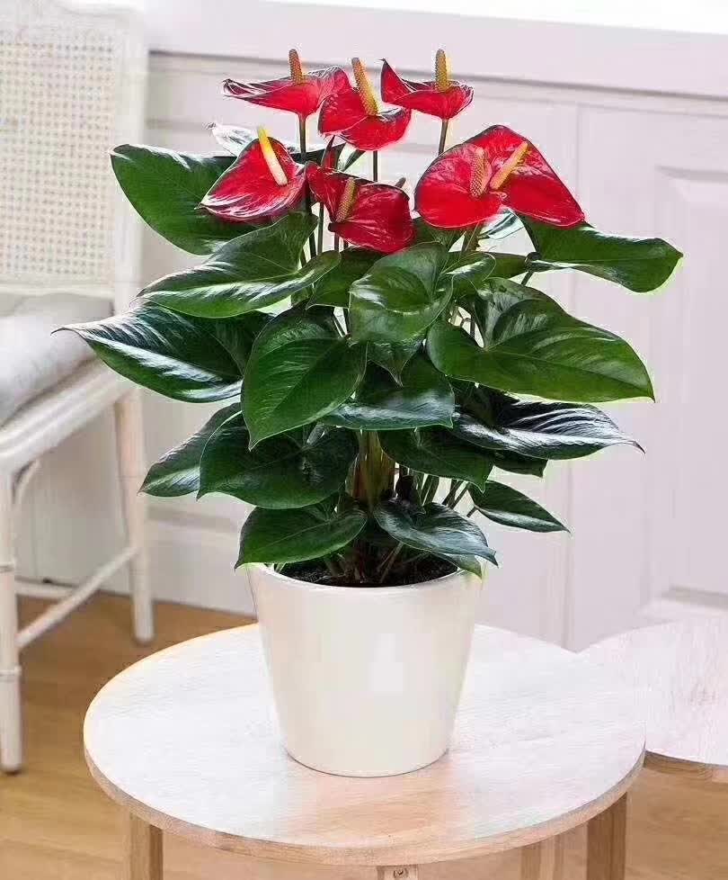 辦公室綠植花卉租擺設計方案一般有哪些  