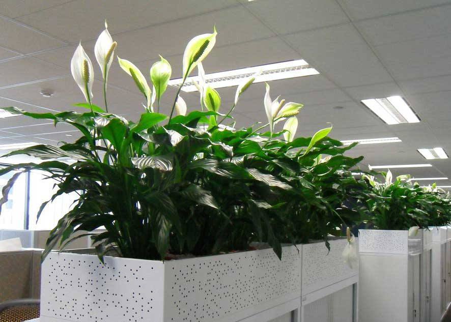 綠植花卉的繁殖方法都有哪些？