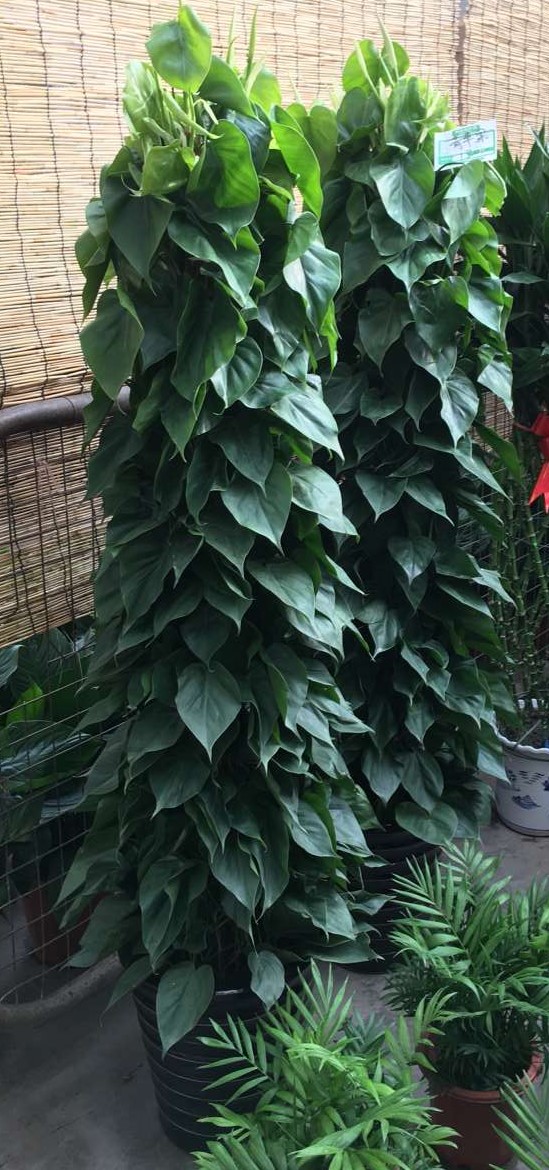 北京喜蔭花卉盆栽養(yǎng)護方法有哪些？
