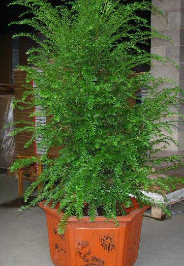北京花卉租賃什么植物冬天比較好養(yǎng)護？