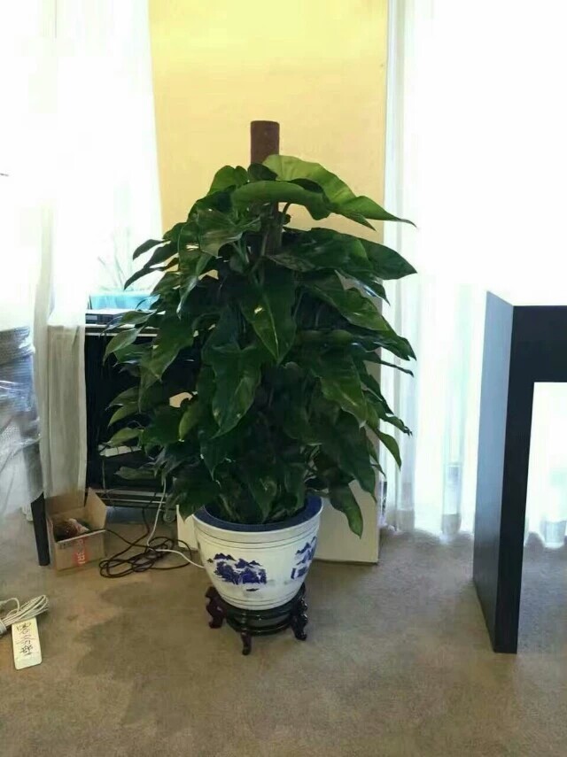 北京花卉租賃為什么對企業(yè)更劃算？
