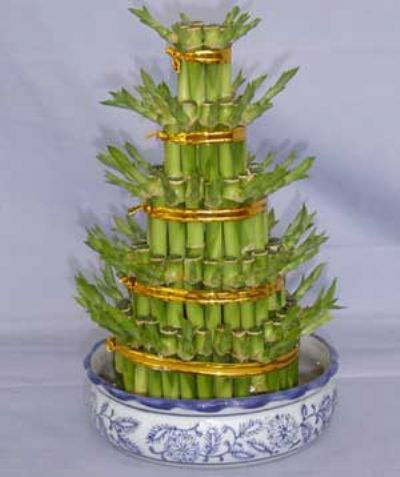室內(nèi)花卉租賃應(yīng)該精心挑選以保護健康的花卉植物為主-北京世紀匯通園藝有限公司