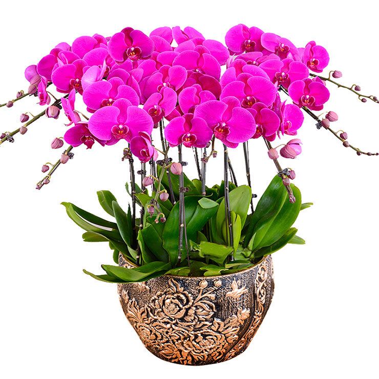 室內(nèi)養(yǎng)什么花最好，有什么需要注意的地方