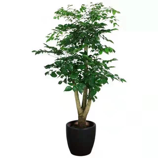 冬季適合水插以下花卉，只要做到以下幾點，生長迅速很好 北京花卉租擺公司
