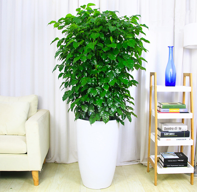 辦公室綠植租擺的好處，省心省力 