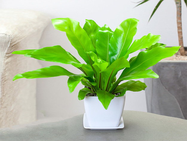 http://www.lt888.cn北京花卉租擺公司北京綠植租賃公司   