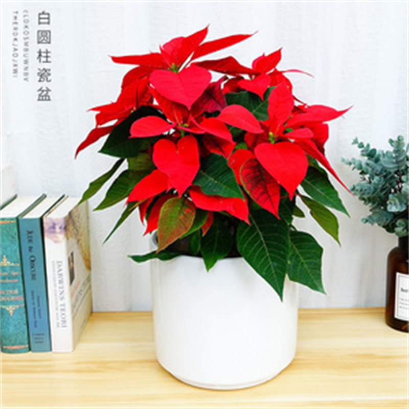 http://www.lt888.cn北京辦公室花卉租擺公司