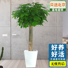 北京辦公室綠植租賃流程有哪些？