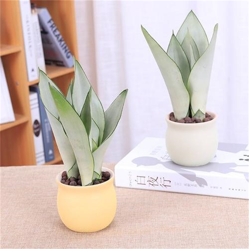 花卉租擺這8種花一點(diǎn)都不矯情，越窮養(yǎng)越壯實(shí)！