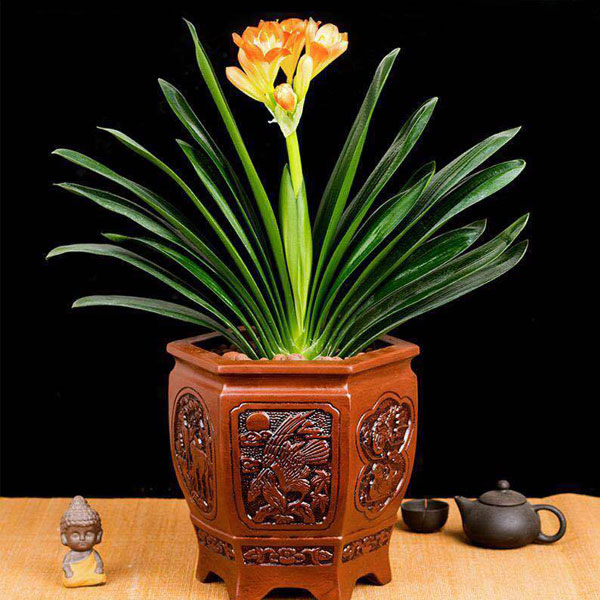 北京花卉租賃養(yǎng)護(hù)出售：君子蘭的養(yǎng)護(hù)方法有哪些？