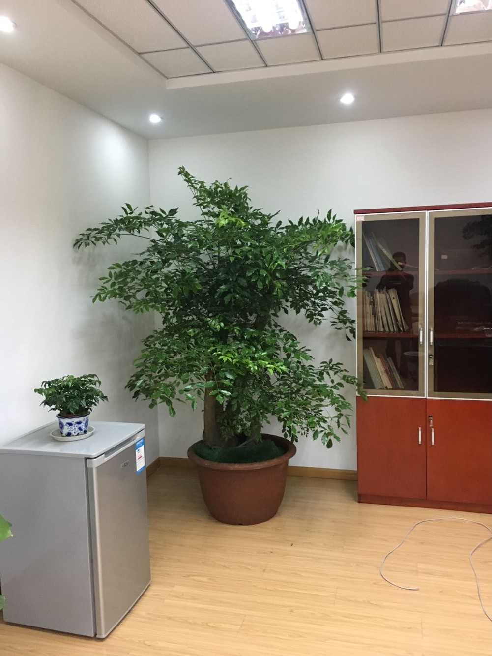 室內(nèi)綠植租賃多少錢？好處和擺放建議有哪些？
