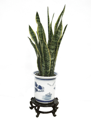 北京辦公室綠植比較好養(yǎng)護(hù)的有哪些？