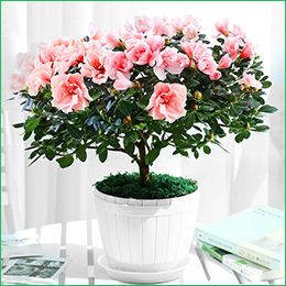 北京花卉公司繡球花夏天怎么養(yǎng)，需要注意什么呢？