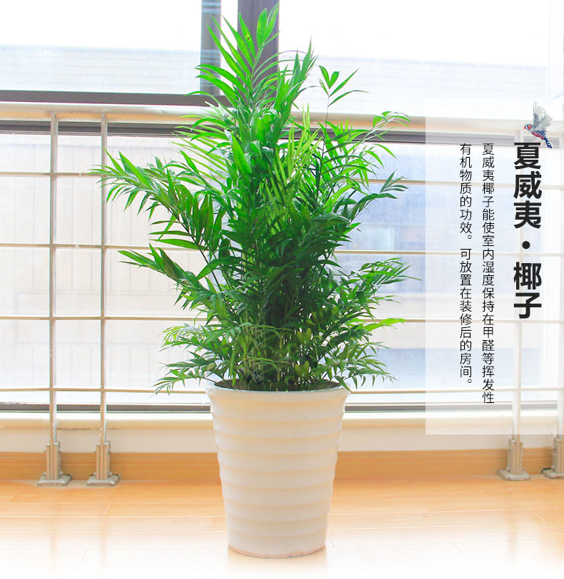 綠色植物鳳尾竹的報價鳳尾竹盆栽葉枯怎么辦？