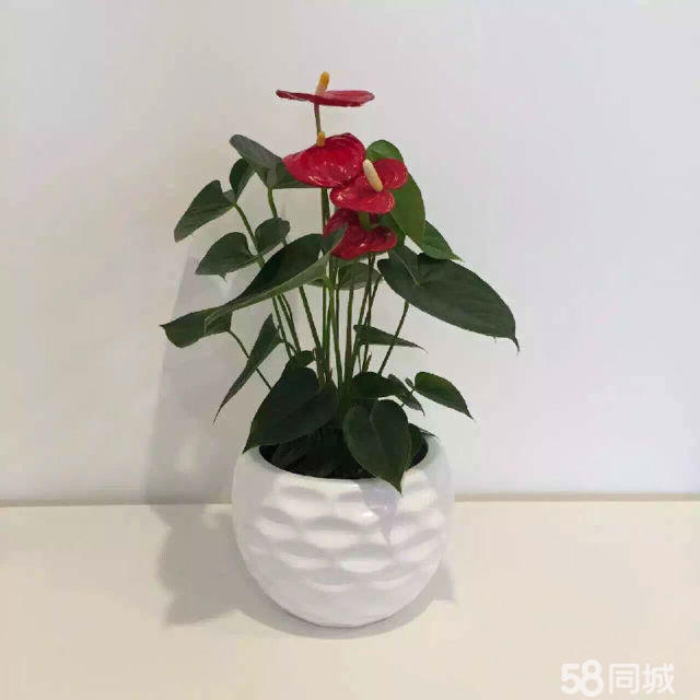 長壽花生蟲不要急，學(xué)會這4點(diǎn)，輕松解決