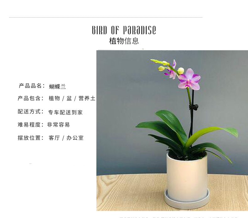 北京花卉養(yǎng)護(hù)公司幾種花卉便宜又好養(yǎng)，陽臺盆栽上幾盆，全年開花不停