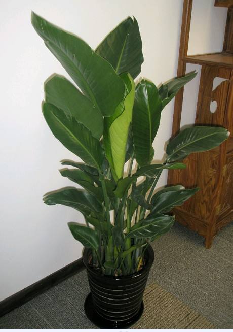 春天如何給綠植花卉澆水？