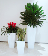 如何養(yǎng)護(hù)葉子植物 觀葉植物的養(yǎng)護(hù)要點措施