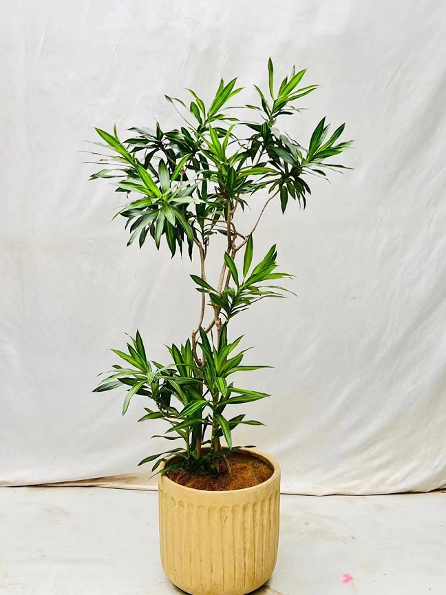 植物養(yǎng)護(hù)不會養(yǎng)怎么辦？植物專業(yè)知識不會怎么辦？