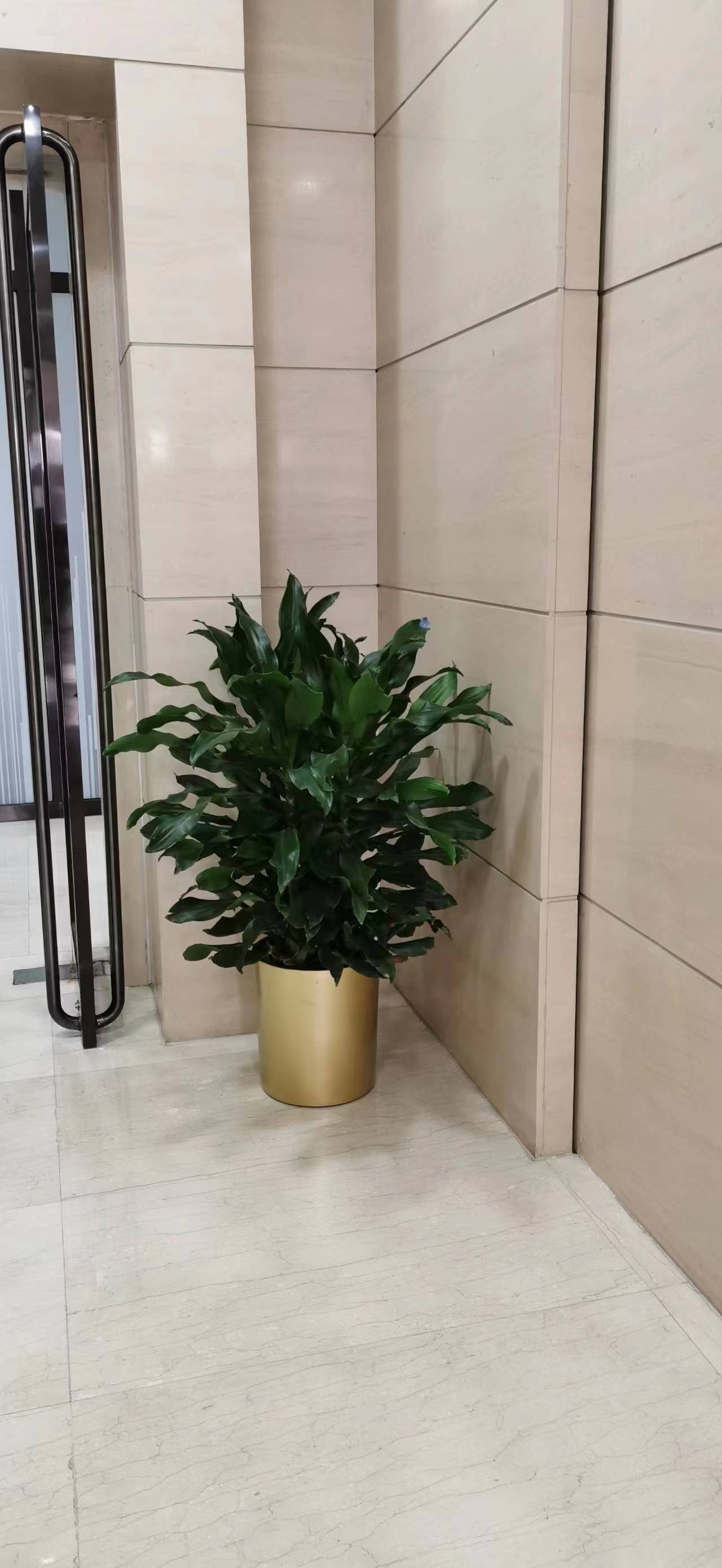 辦公室綠植租擺寫(xiě)字樓花卉租擺公司