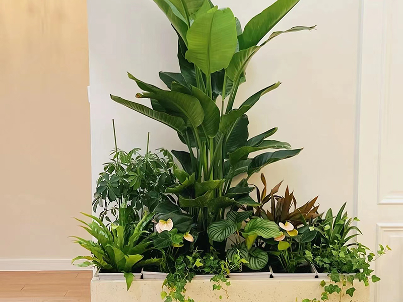 鳶尾花黃葉子是什么原因？怎么解決？